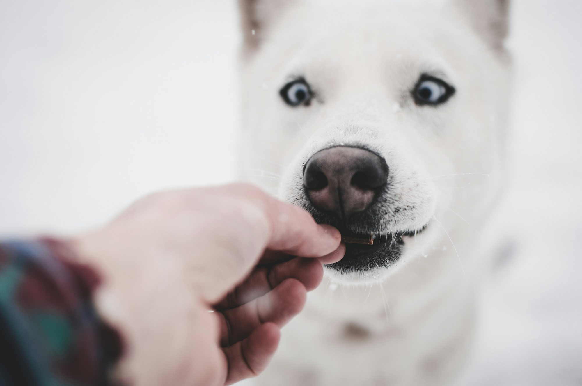 Dog eating a treat