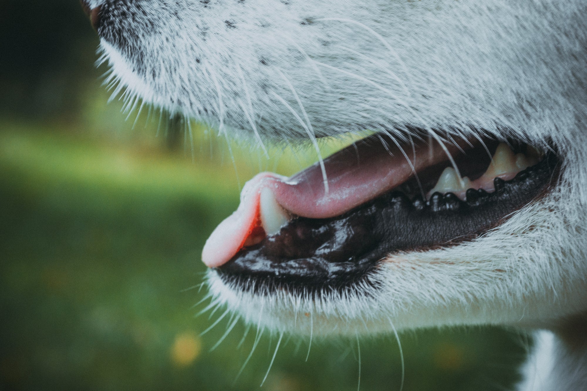 Taking a Bite Out of Canine Dental Health